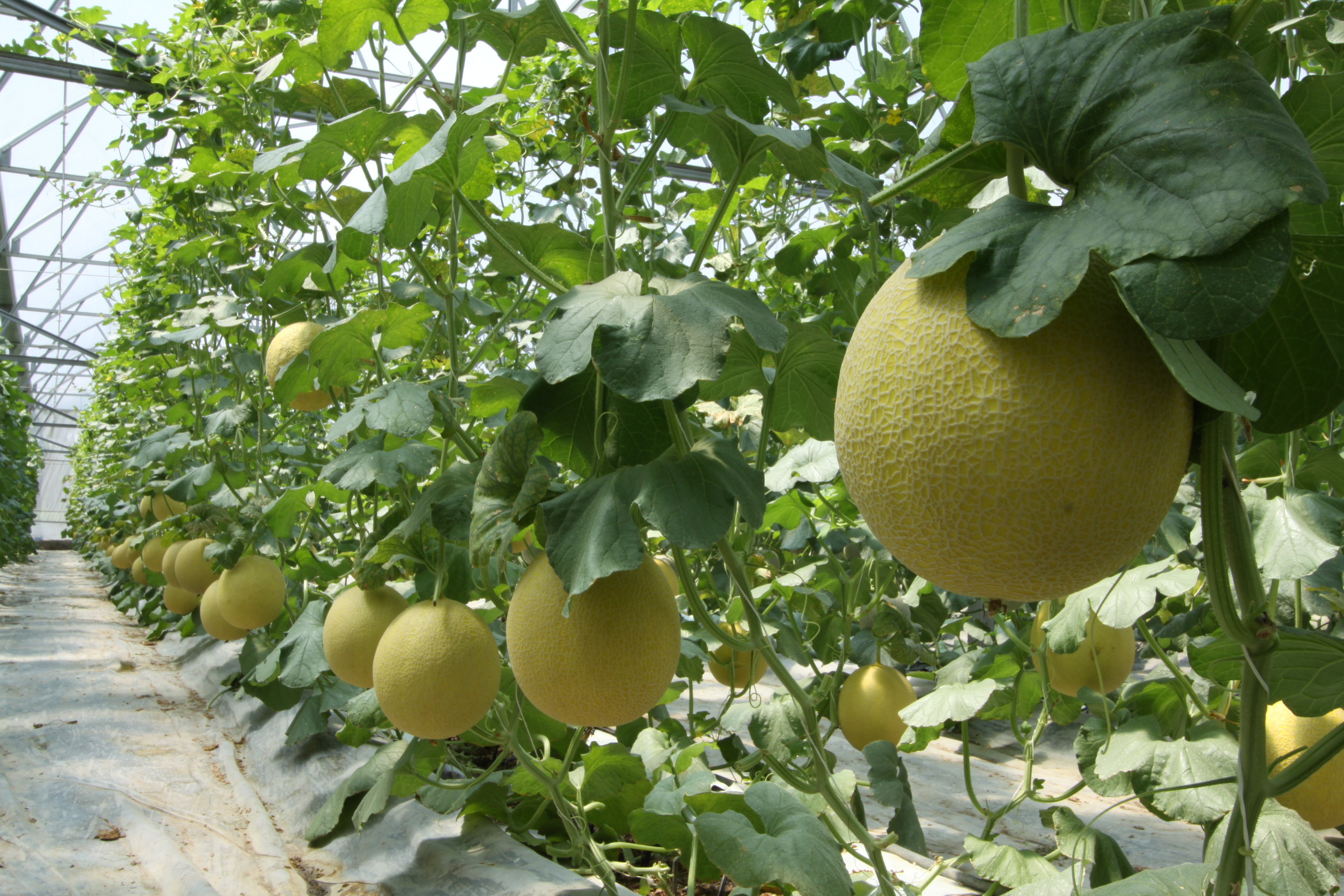 TRỒNG TRONG NHÀ KÍNH NGĂN CÔN TRÙNG