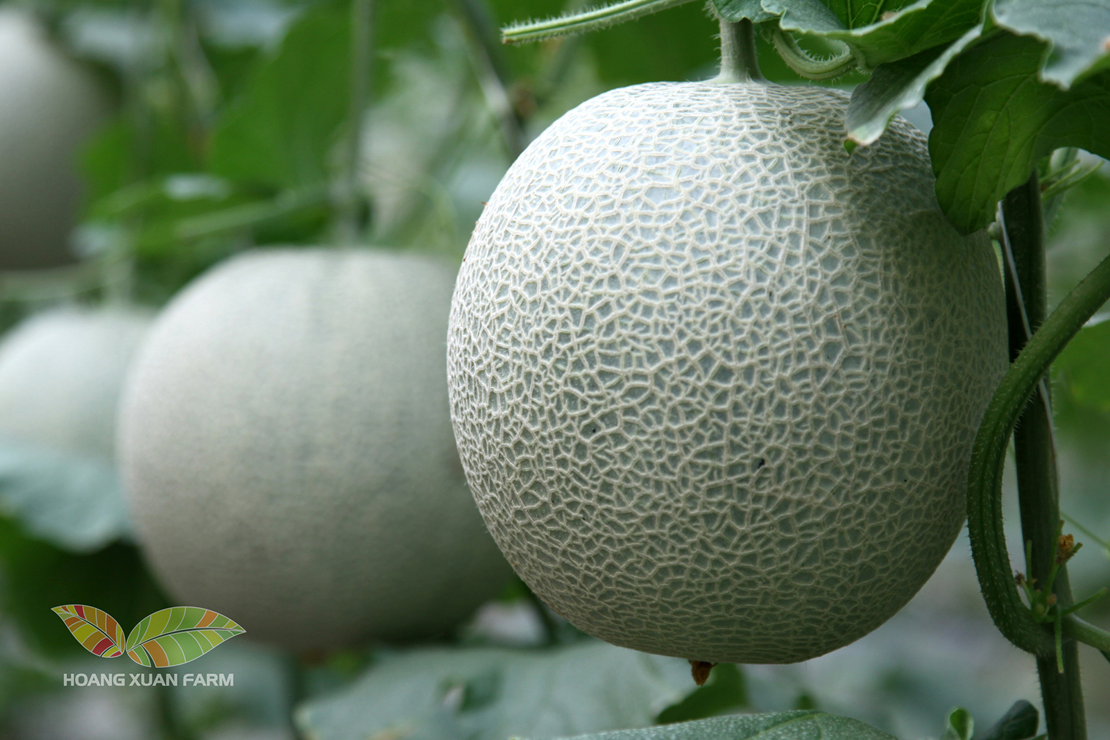 CÔNG NGHỆ TƯỚI NHỎ GIỌT HIỆN ĐẠI