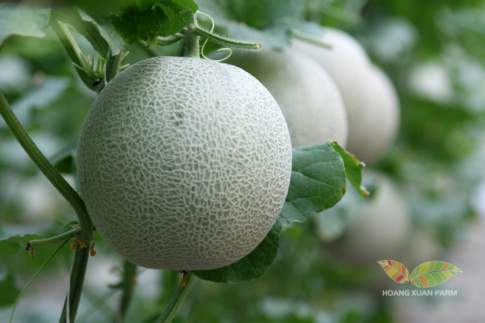 ĐẠT TIÊU CHUẨN VIETGAP