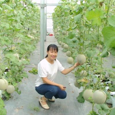 BÁO TÂY NINH - NÔNG DÂN TRẢNG BÀNG: TRỒNG CÂY ĂN TRÁI THEO TIÊU CHUẨN VIETGAP