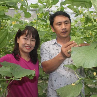 THANH NIÊN ONLINE: CÔNG NGHỆ HÓA TRỒNG DƯA LƯỚI