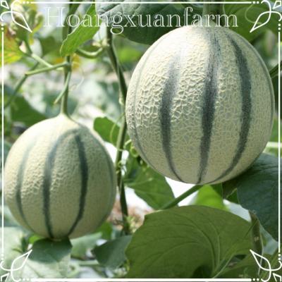 DƯA LƯỚI SỌC HÀ LAN