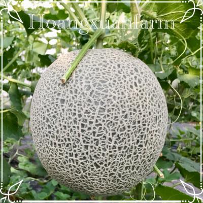 DƯA LƯỚI GIỐNG THÁI