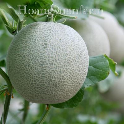 NHÓM DƯA LƯỚI TRÒN