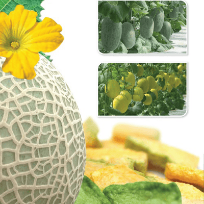 Dưa lưới sấy thăng hoa (Gói 10 gam, 20 gam)